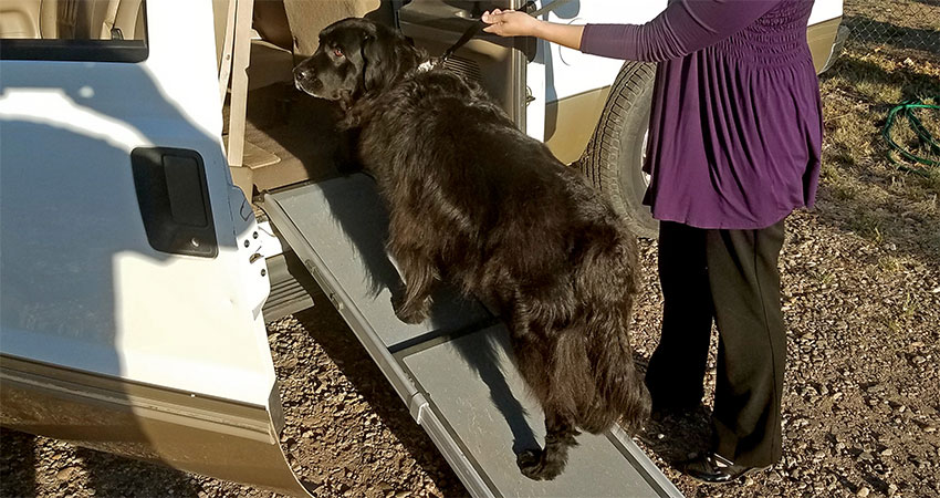 Strong, Portable, Vehicle Dog Ramp for Aging Large-Breed Big Dogs