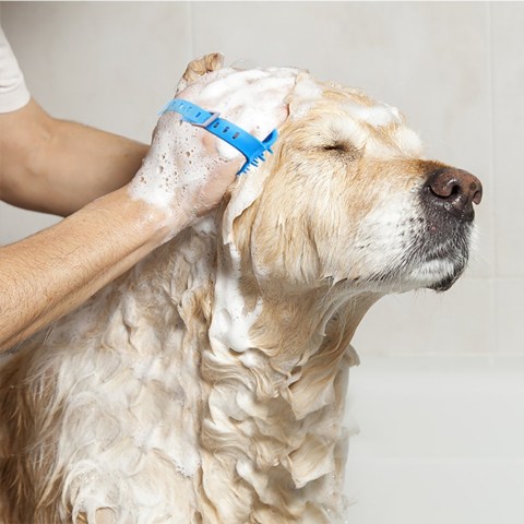 dog-shower-sprayer-brush