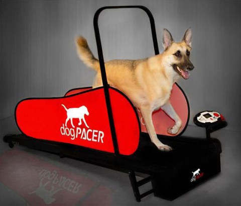 dogpacer-treadmill